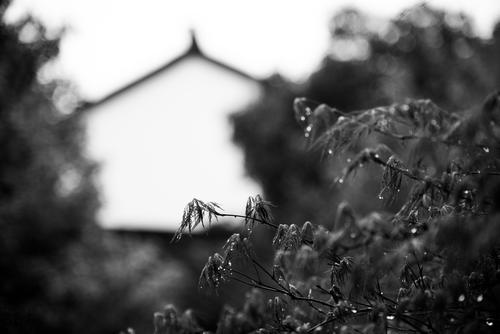 最忆是杭州