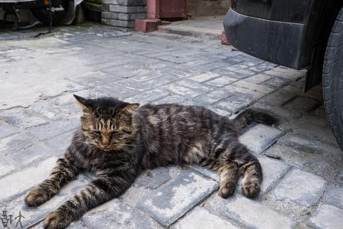 胡同老猫