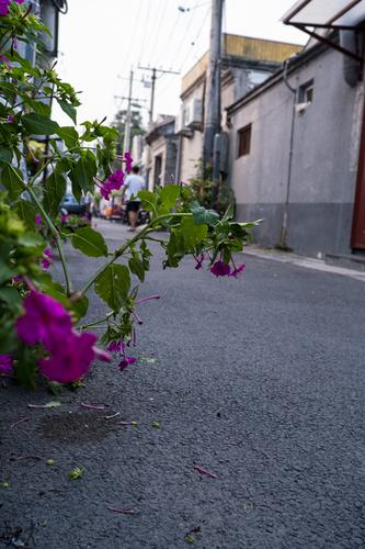 胡同里的花儿