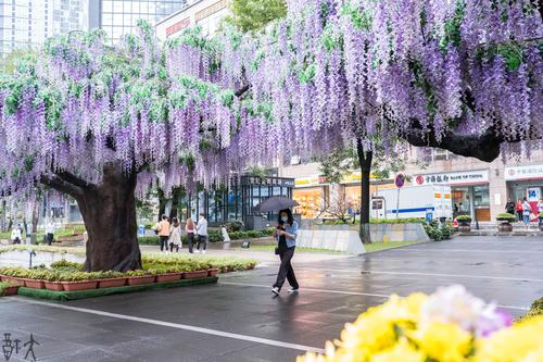 花树