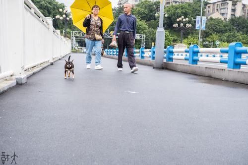 大桥上遛弯的人们
