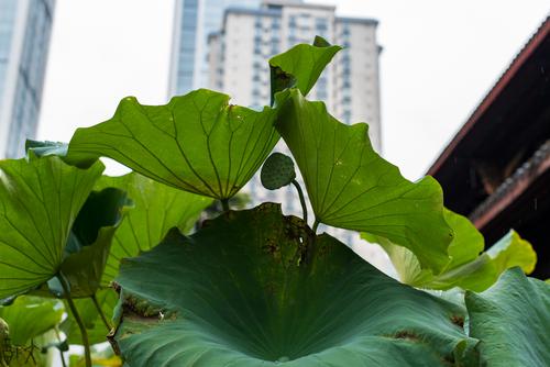 城中绿荷