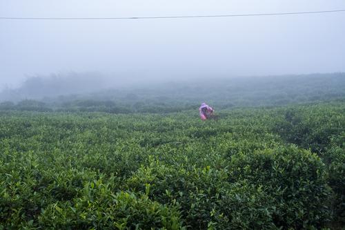 采茶