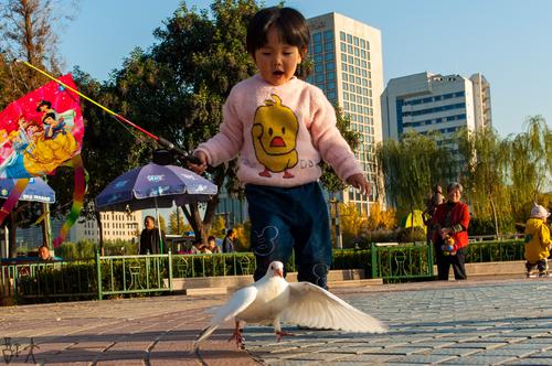 孩子与鸽子
