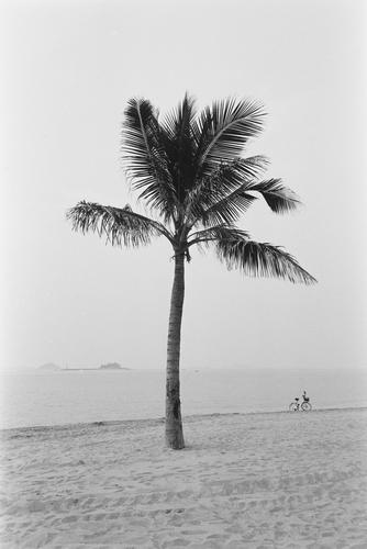 海边椰树