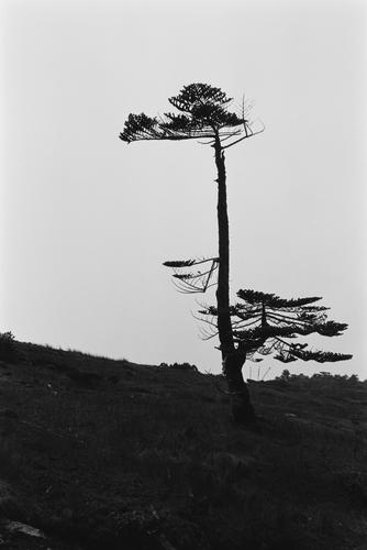 树
