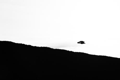 飞