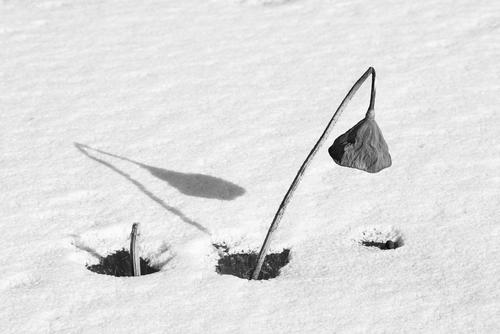 雪野残荷