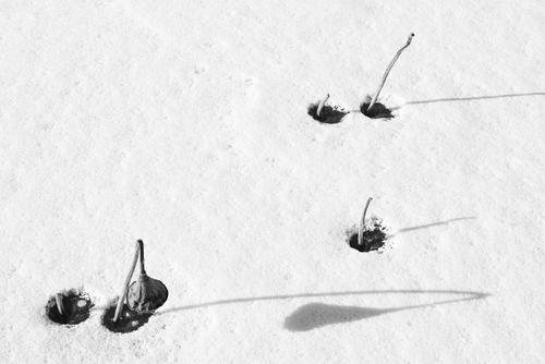 雪野残荷