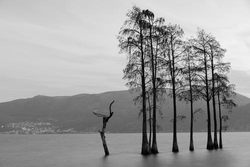 trees