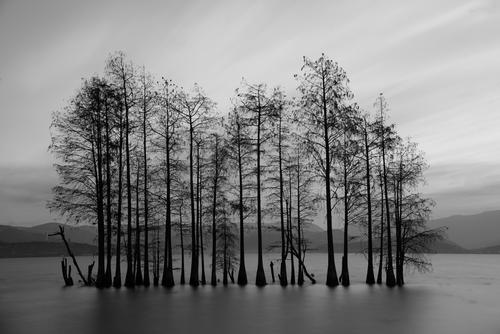 red fir
