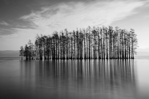 red fir