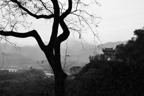 树与远山