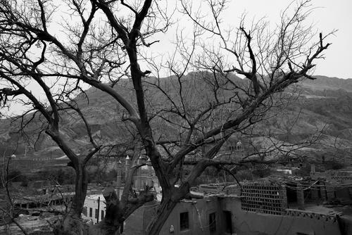 树与山