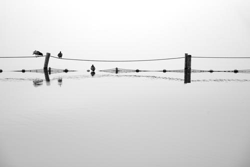 birds and lines