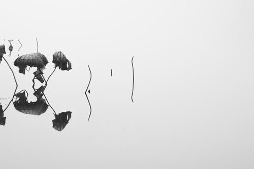 秋荷