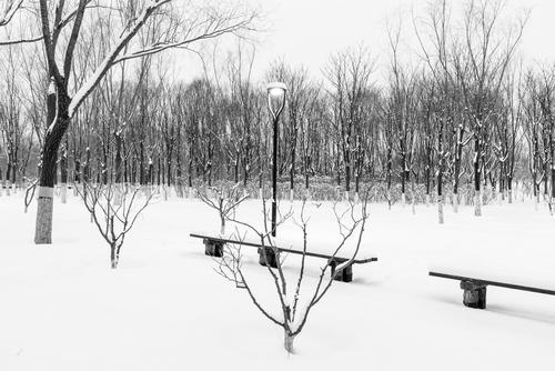雪后的中关村公园