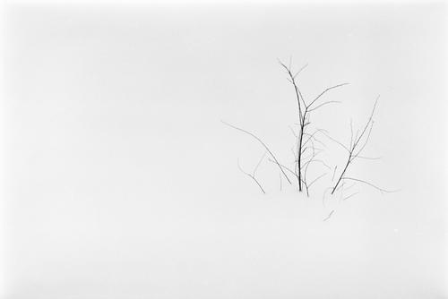 雪中小树