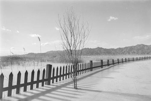 栅栏和树
