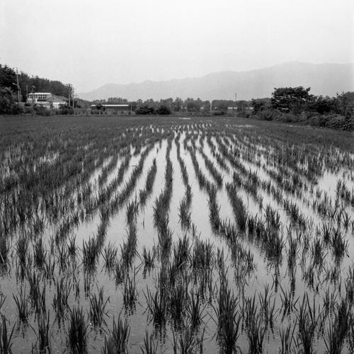 稻田