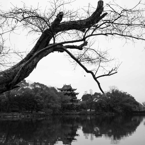 树与塔