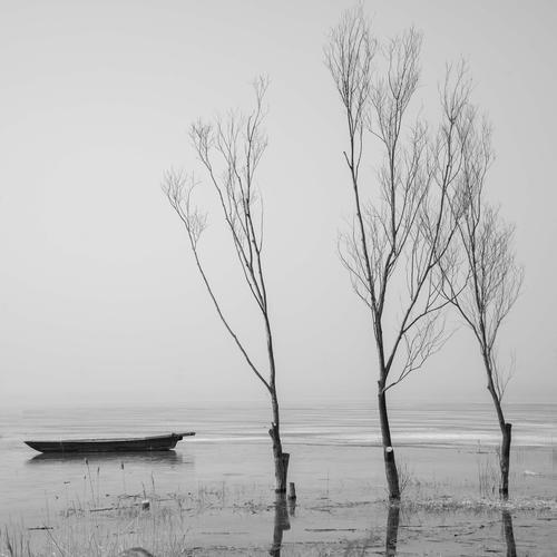 树与小舟