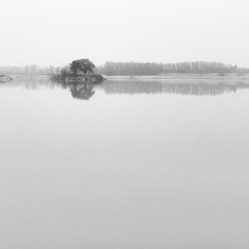 岛心树