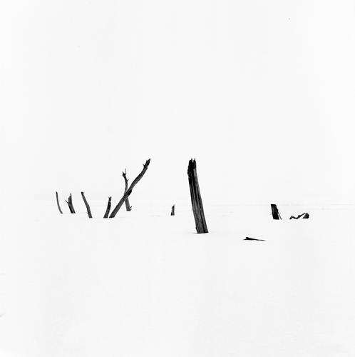 冰雪掩盖的树桩