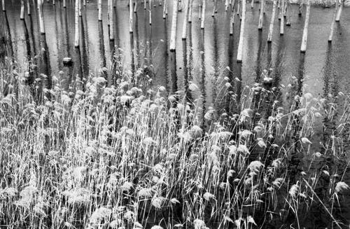 Reeds in spring