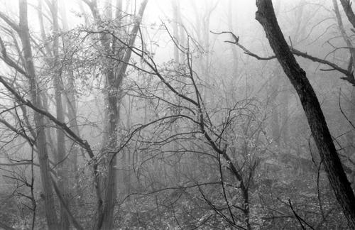 Tree's freedom