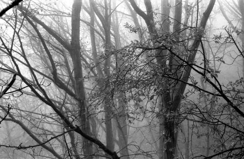 Tree's freedom