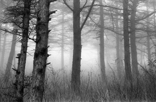 Trees in the fog