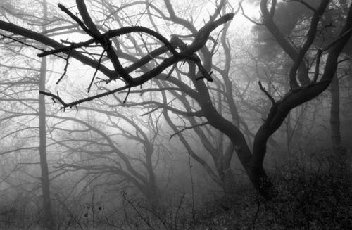Trees in the fog