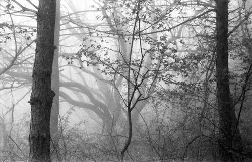 Trees in the fog