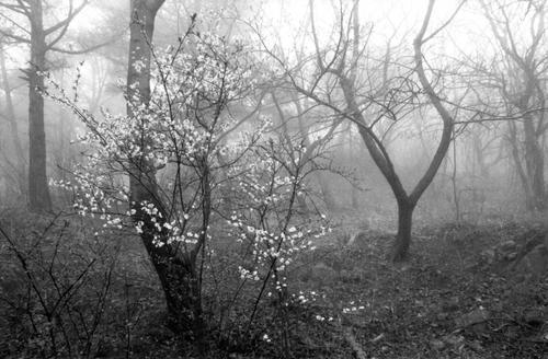 Trees in the fog