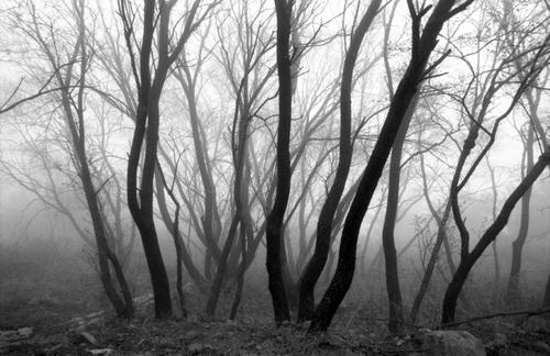 Trees in the fog