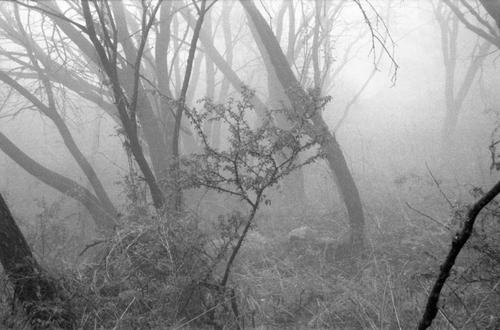 Trees in the fog