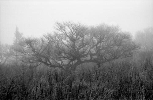 Trees in the fog