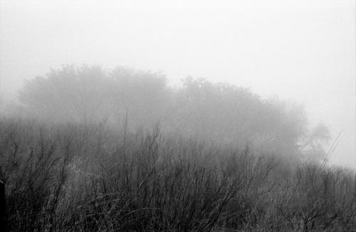 Trees in the fog