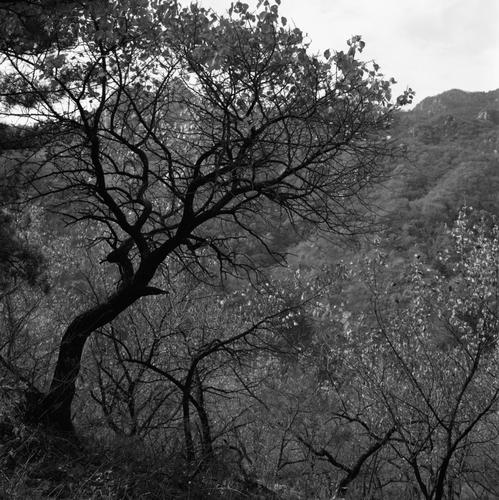 trees in autumn