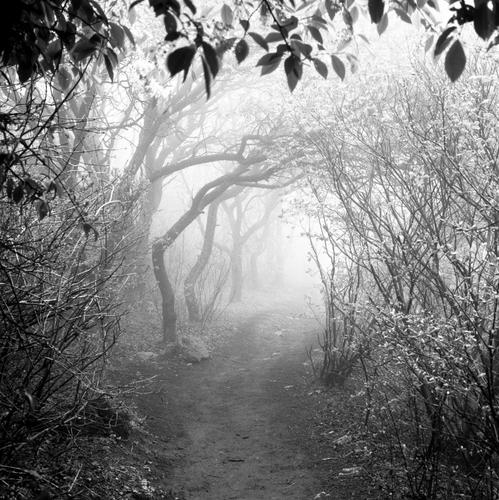 a trail to the light