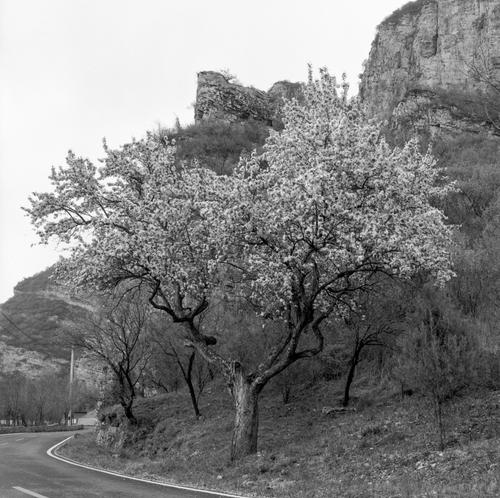 bloom tree