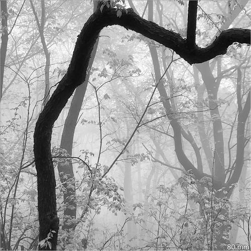 trunk of the tree