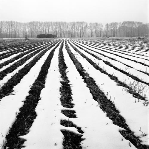 雪后田野