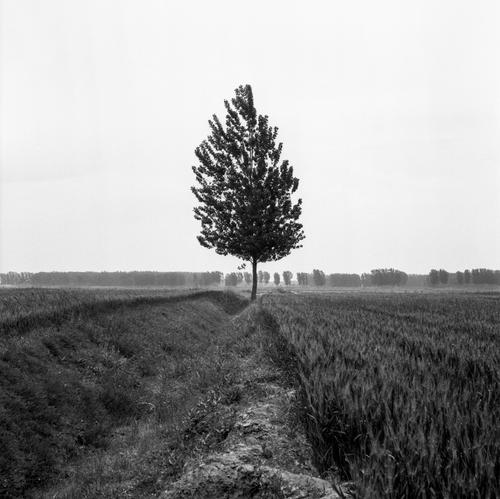 a lonely tree on the beach