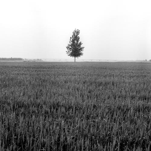 a lonely tree on the beach